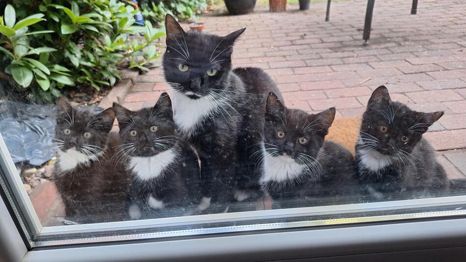 Diese Fotos zeigen, dass Katzen mehr als nur unsere Haustiere sind