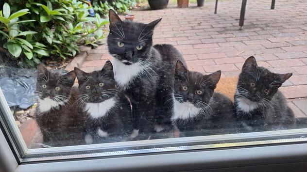 Katze Mäuschen mit ihren Jungen