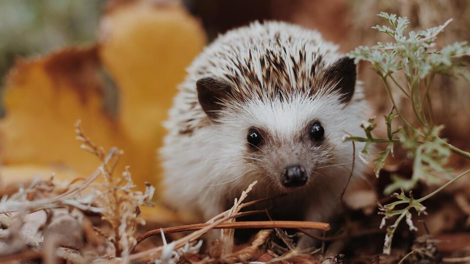 Igel Wolfgang verblüfft Tierschützer.