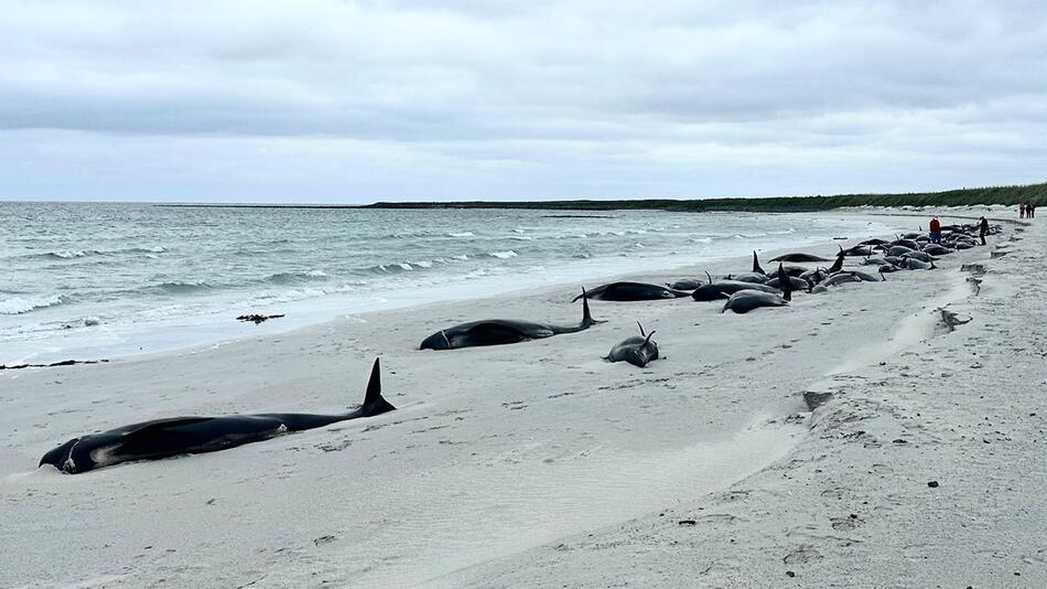 Dutzende Grindwale auf schottischer Insel gestrandet