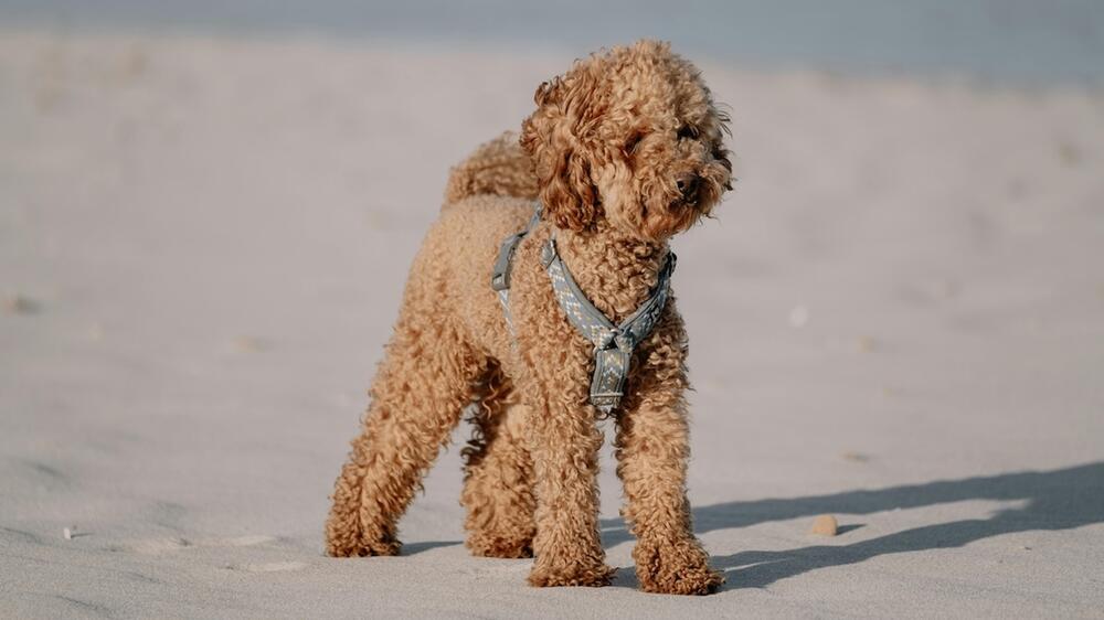 In den Niederlanden dürfen Hunde an mehr Strände.