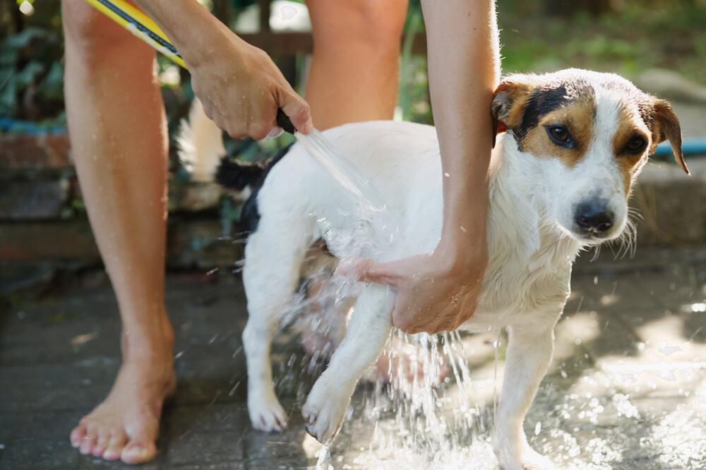 Hunde an den Pfoten mit Wasser abkühlen.