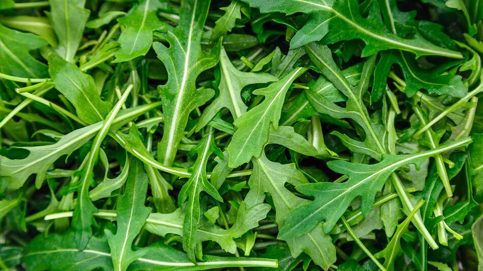 Salmonellen-Ausbruch: Ist kontaminierter Rucola Schuld daran?