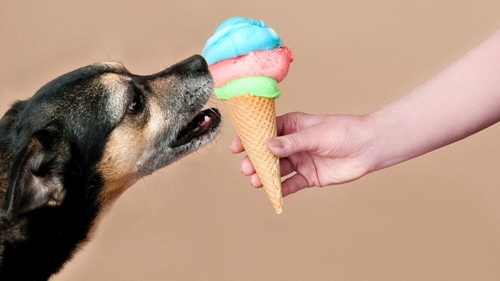 Leckere Hundeeis als Abkühlung im Sommer.