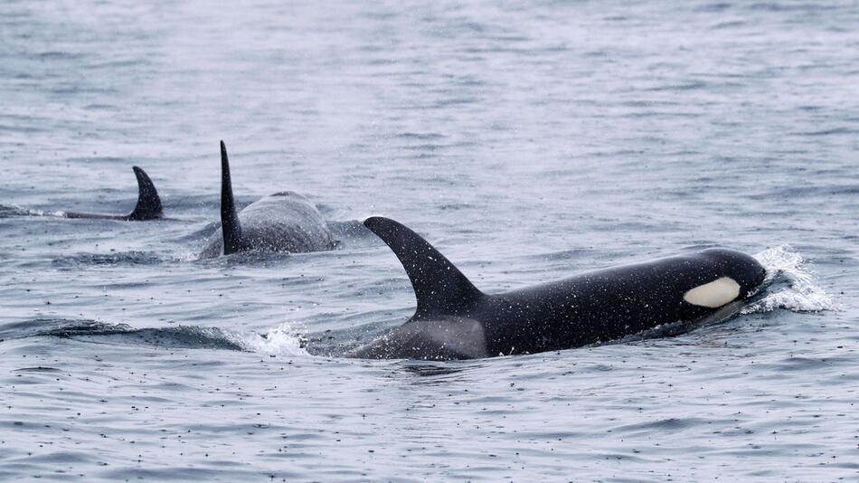 Orcas zerfetzen Mondfische – eine Spielerei?