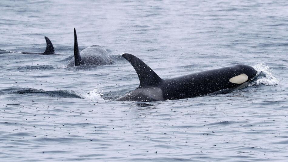 Orcas zerfetzen Mondfische – eine Spielerei?