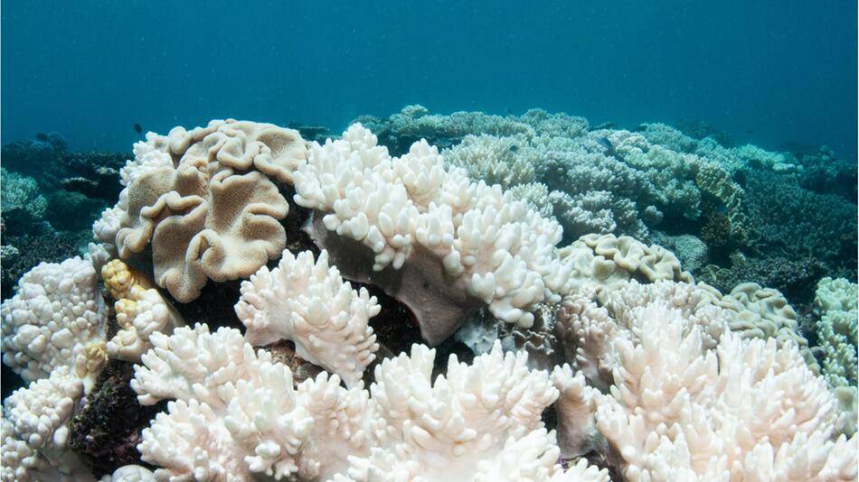 Wissenschaftler: Warnung vor Korallenbleiche wegen hoher Wassertemperatur