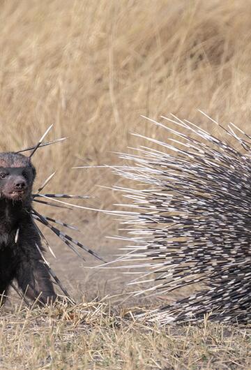 Wildlife Photographer of the Year