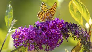 Sommerflieder mit Schmetterling