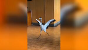 Dreister Vogel plündert Restaurant: Kranich bedient sich im Hotel in China