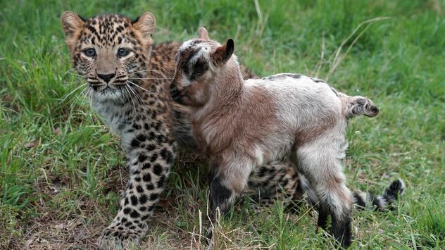 junger Leopard und eine kleine Bergziege 