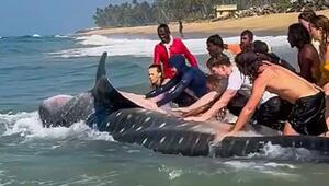 Strandbesucher packen gemeinsam an: Riesiger Walhai in Indien gerettet