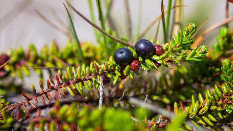 krähenbeere crowberry