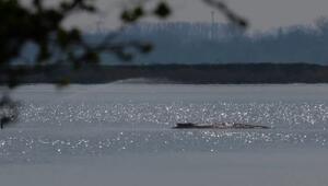 Neuer Rettungsversuch: Taucher sollen Wal beruhigen - Aktion soll sofort starten