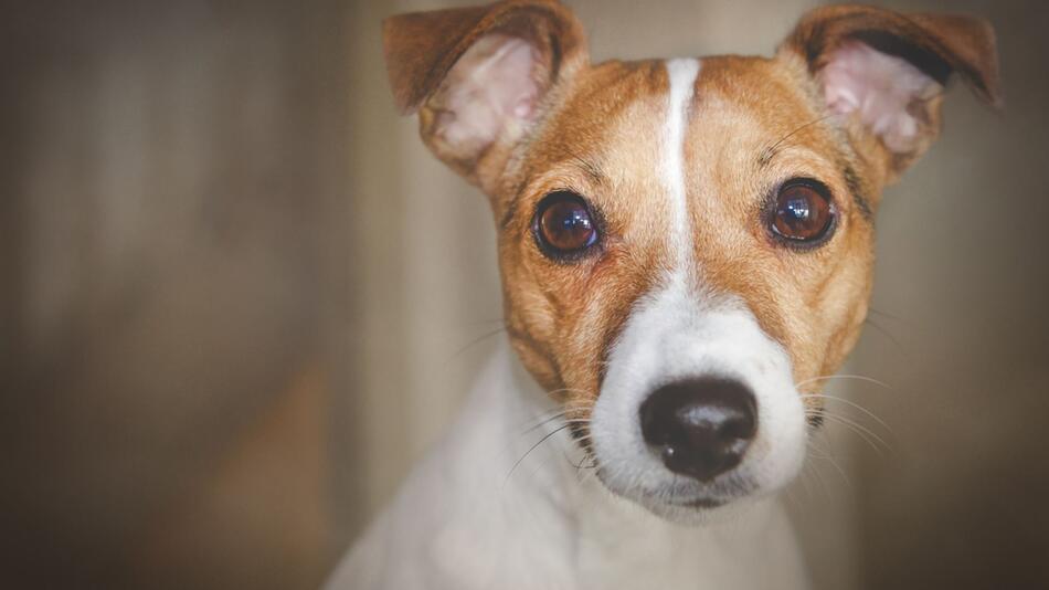 Hund rettet Baby aus dem Müll.