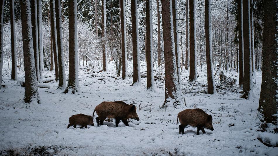 Die Aujeszkysche Krankheit befällt Wildschweine.