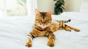Darum funkelt das Fell mancher Bengal-Katzen.