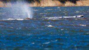 Buckelwal in der Wismarer Bucht