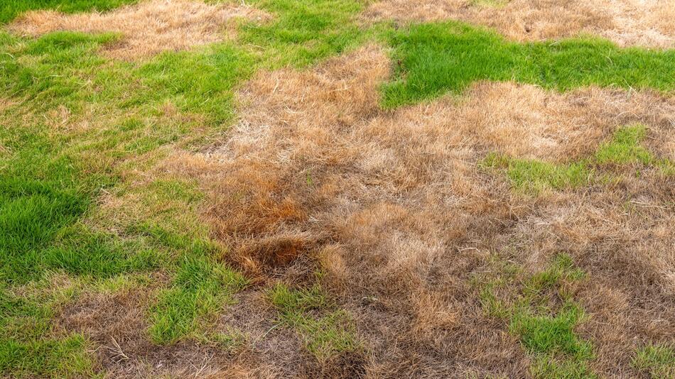 Verbrannter Rasen im Sommer: Was hilft und was nicht