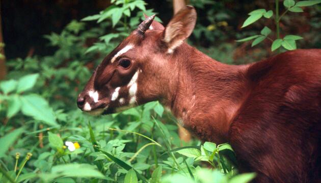 Saola