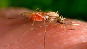 Anopheles-gambiae-Mücke
