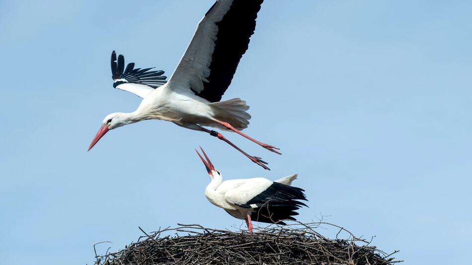 Stork Fridolin misses partner Friederike