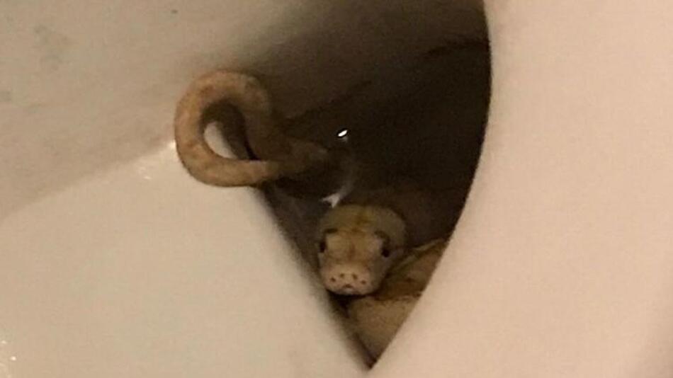 Schlange in der Toilette - Österreicher auf dem Klo gebissen
