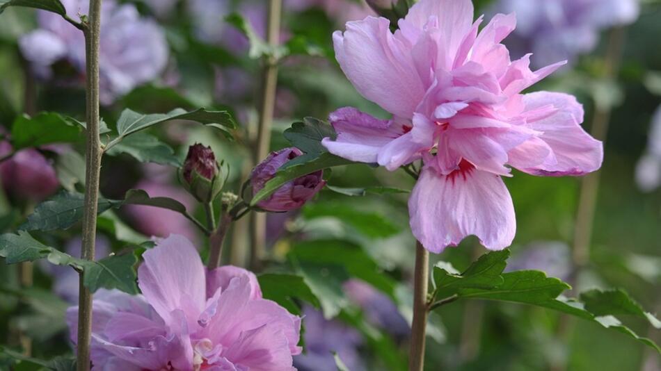 Hibiskus vermehren