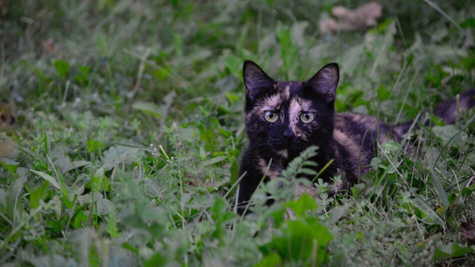 Nach einem Spaziergang war die Katze kastriert.