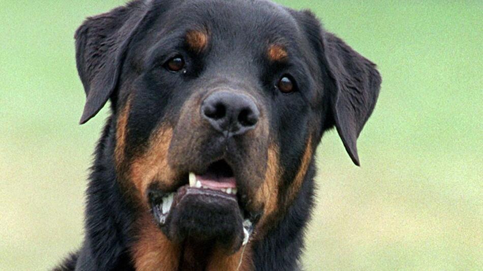 Ein Rottweiler (Symbolbild)