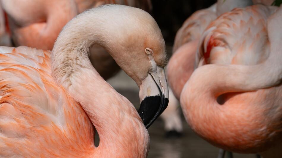 Flamingos im Zoo Frankfurt