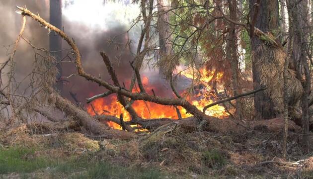 Heißer Sonntag erwartet - Waldbrandgefahr steigt
