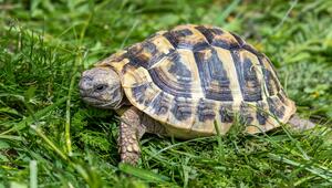 Griechische Landschildkröte