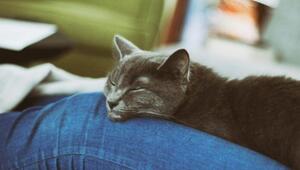 Auch Katzen können innige Beziehung aufbauen.