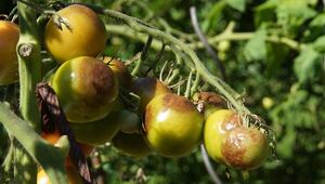 Grün-gelbe Tomaten mit braunen Flecken.