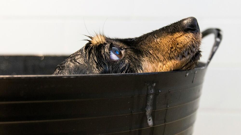 Auch bei Hitze ist Bewegung für Hunde wichtig