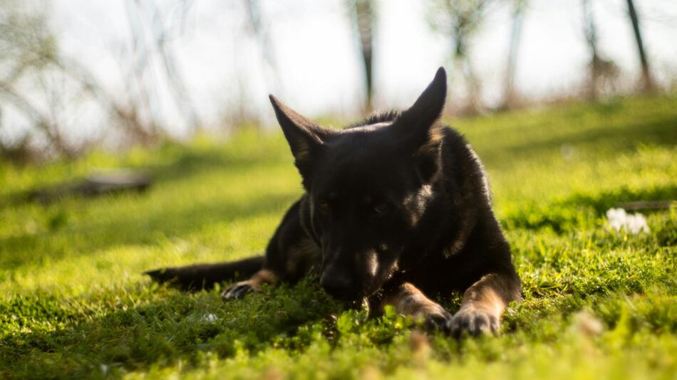 Menschenkot kann für Hunde gefährlich werden.