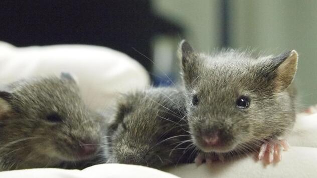 Die Grenzen des Klonens