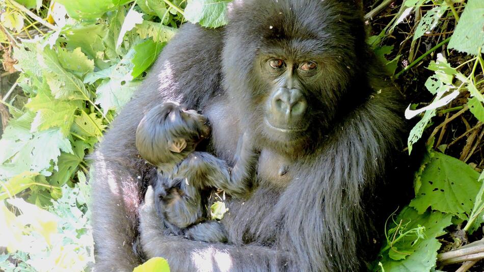 Berggorilla im Virunga Nationalpark geboren