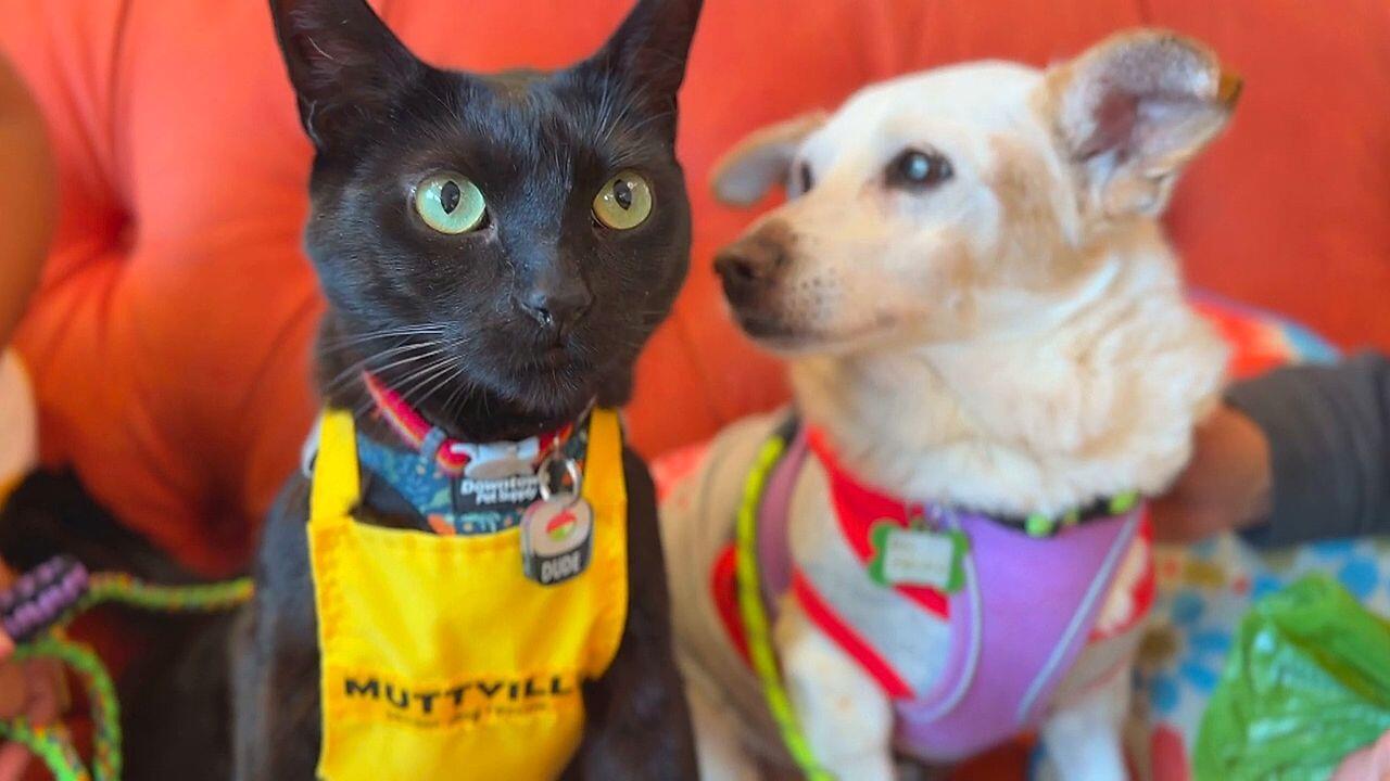Süßer Kater prüft Tierheim-Hunde auf Katzentauglichkeit