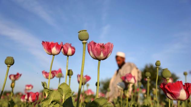 Opiumanbau in Afghanistan