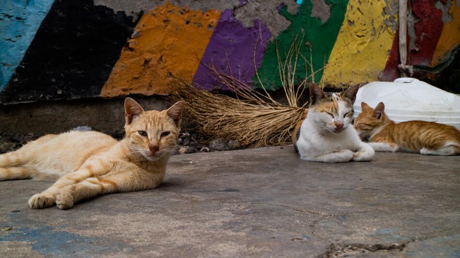 Felines Coronavirus in Zypern ausgebrochen.