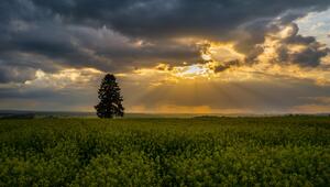 Rapsfeld mit Gewitterwolken und Sonne