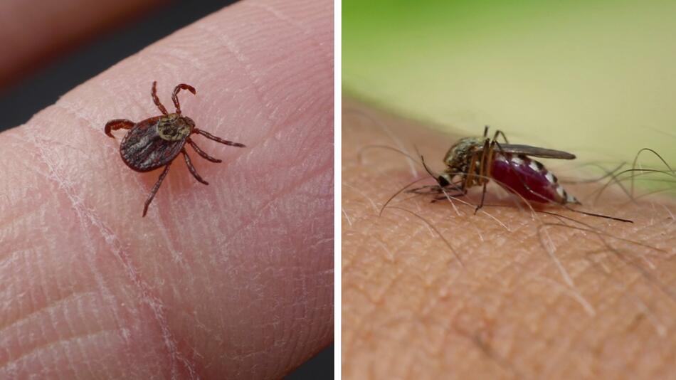 Gibt es aktuell mehr Mücken und Zecken?