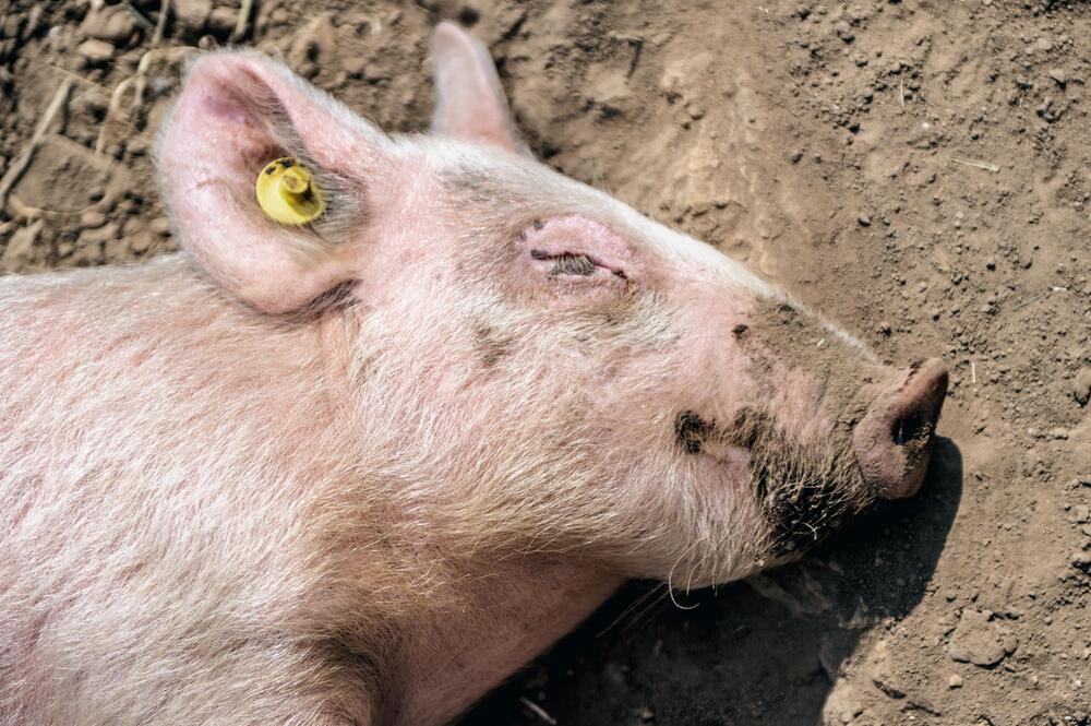 Schweinchen müssen artgerecht gehalten werden.