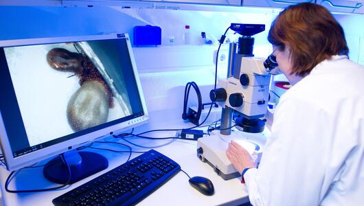 Wissenschaftlerin betrachtet in einem Labor zwei weibliche Zecken durch ein Mikroskop