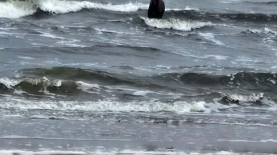 Elch steht in der Ostsee nahe Ahlbeck