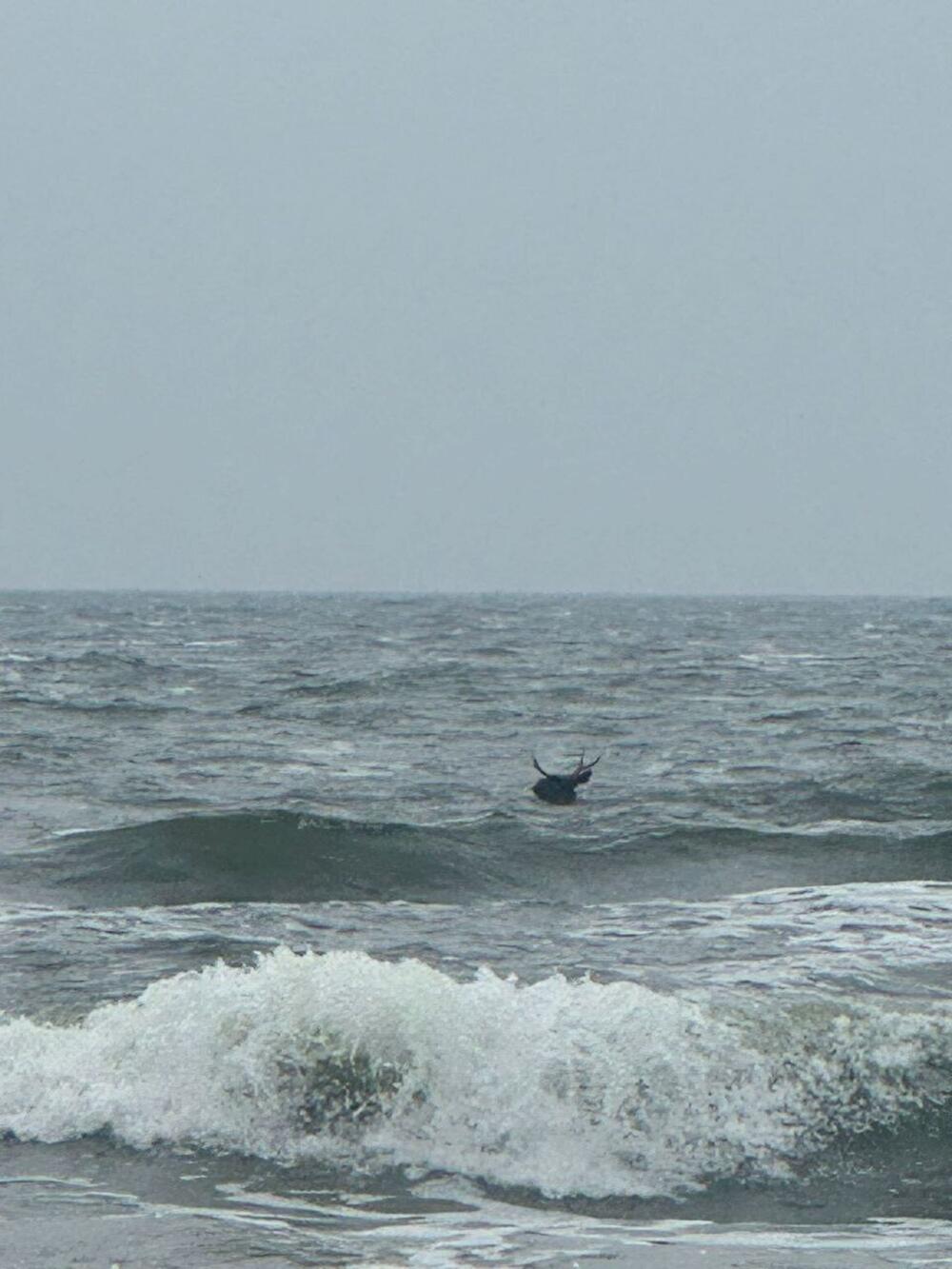 Elch steht in der Ostsee nahe Ahlbeck