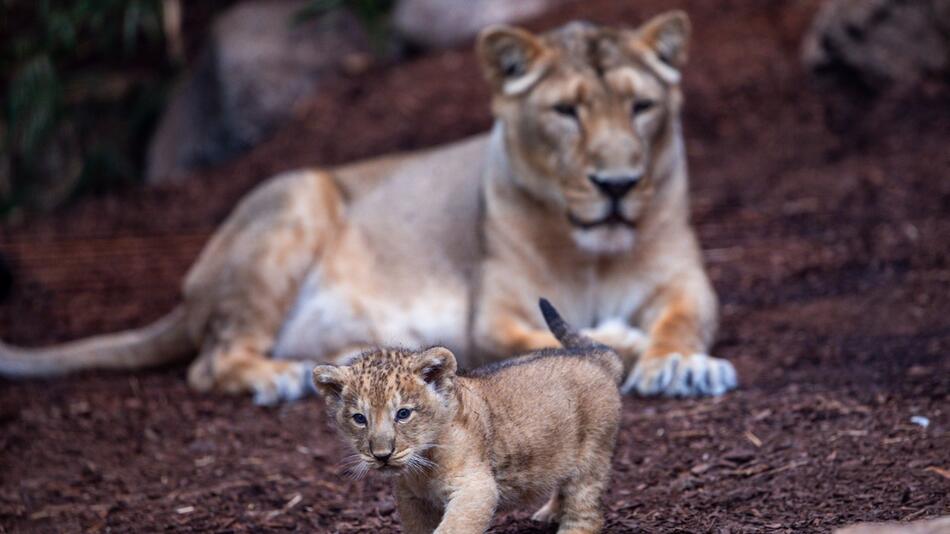 Löwenbaby im Schweriner Zoo