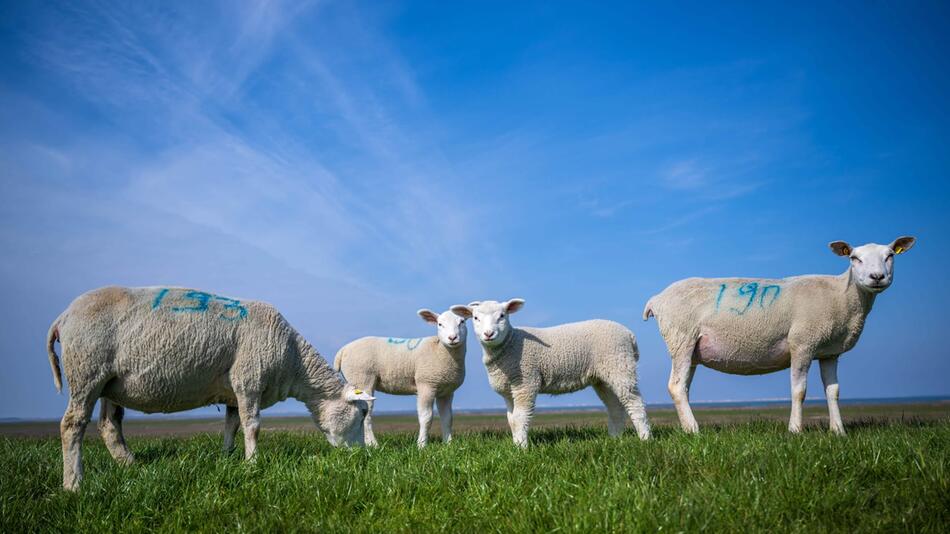 Blauzungenkrankheit beunruhigt Tierhalter